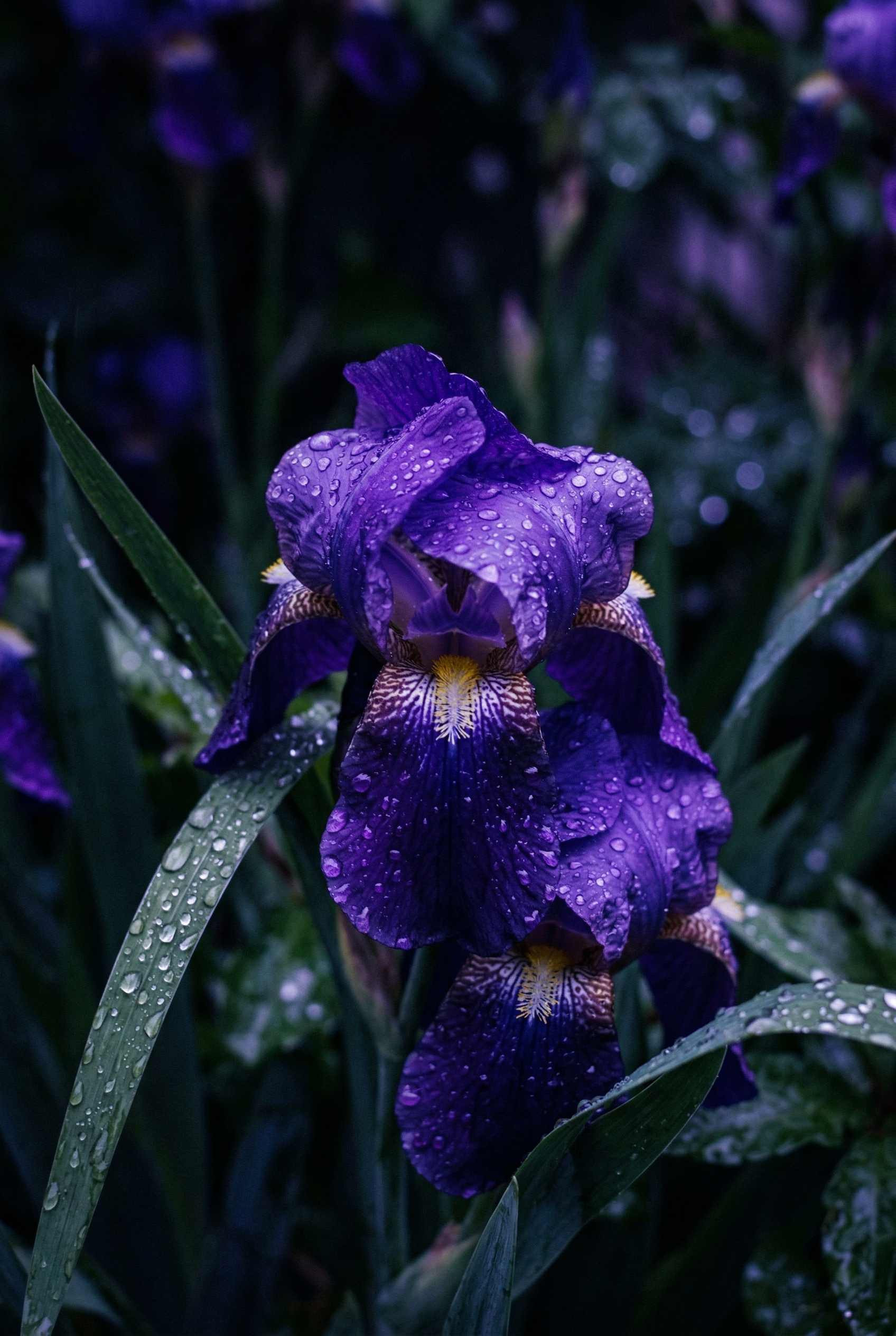 Wet iris petals and botanicals after rain — Jardin de Pluie